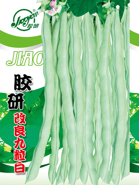 改良九粒白——豆类